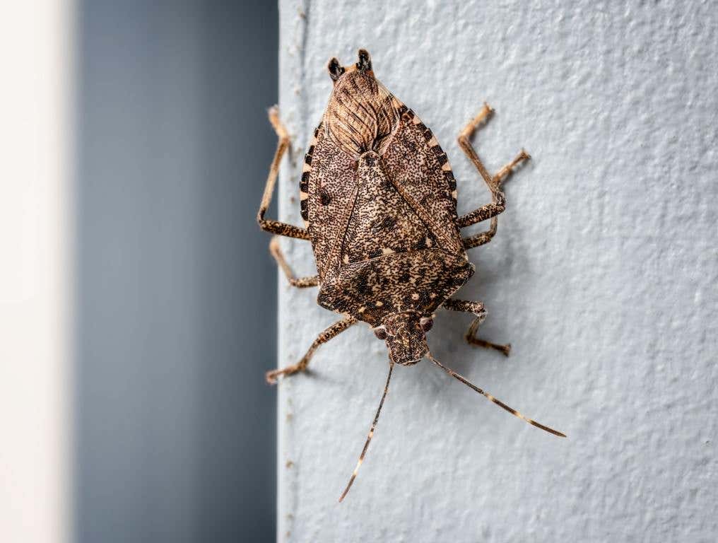 A stink bug in a home. This story is about how to get rid of stink bugs.